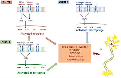Inflammatory checkpoints in amyotrophic lateral sclerosis: From biomarkers to therapeutic targets